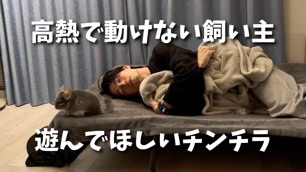 どんなときでもかまってほしいチンチラ