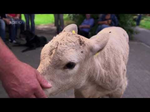 [Doku] Der XXL-Ostfriese: Prüfungen - unterwegs mit Knochenbrecher Tamme Hanken [HD]