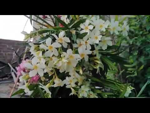 Amazing,,,two colors flowers on one plants of oliender, heavy flowering,