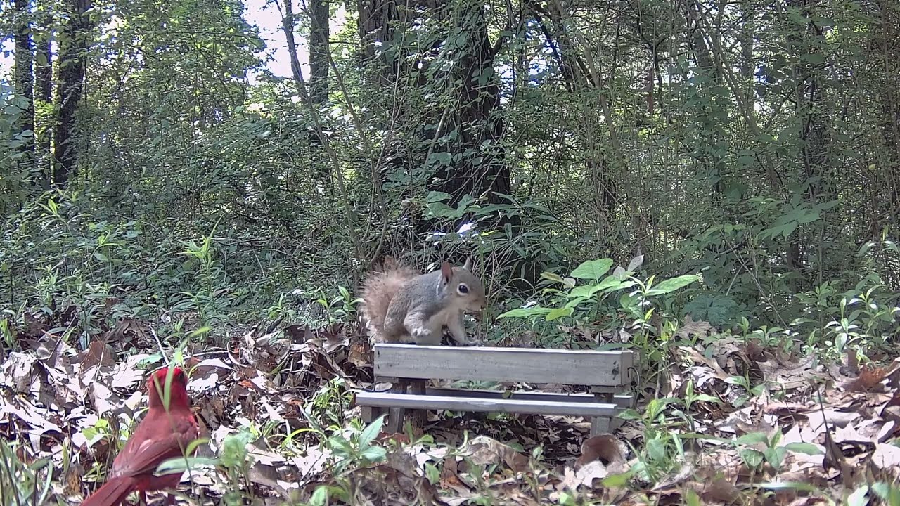 Red Bird Waiting for the squirrel to finish, its bird seed. Crazy Squirrel