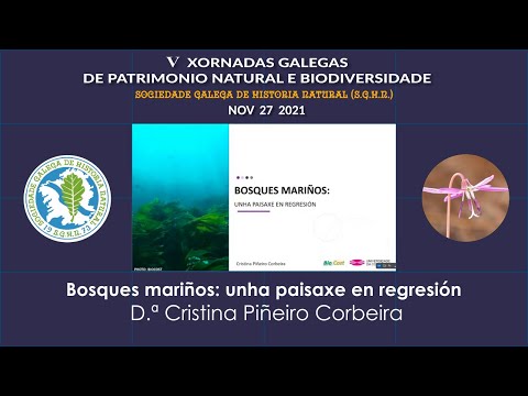 Vídeo: Bosques mariños, unha paisaxe en regresión