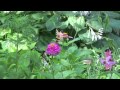 A Butterfly in the Garden set to "Floaters" by Jake Shimabukuro