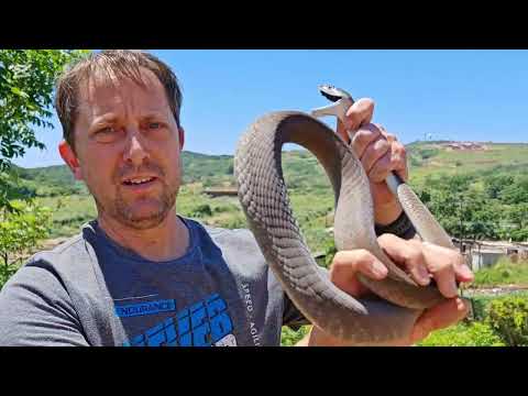 3 BLACK MAMBAS in under 4 hours!