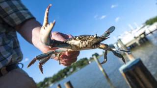 Don&#39;t Wait Up On The Shrimpboat