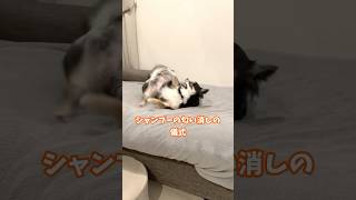 犬、トリミング後の華麗なる儀式。  #犬との暮らし #chihuahua #dog