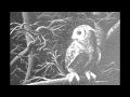 Cise Star - Wolves with Flowers 