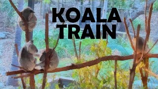 Live Webcam With Koalas