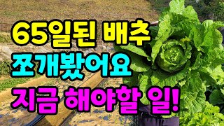 65일된배추속확인 속이 얼마나 찼을까요? 배추 지금부터 해야할일