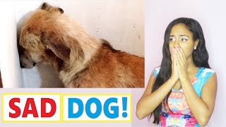 Abused Dog Stares at Wall for Days After Being Rescued - Sad video - Watch what happens next