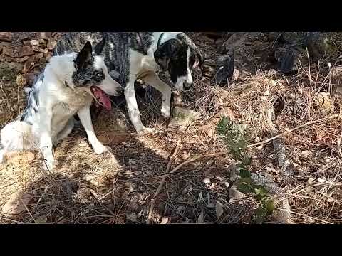 Tiza, Charito y la culebra, cada uno aporta lo que puede a Aove VidaPerra