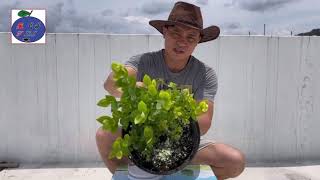 [合購] 硫磺晢合劑