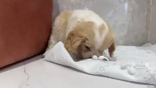 ハーフ犬の動画01