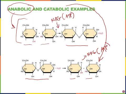 Biology2E Ch6 MChen Lecture Video Part1