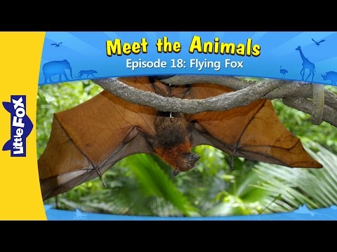 Meet the Animals 18 | Flying Fox | Wild Animals | Little Fox | Animated Stories for Kids