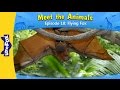 Meet the Animals 18 | Flying Fox | Wild Animals | Little Fox | Animated Stories for Kids