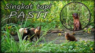 Download lagu Berburu Garangan Singkat Tapi Pasti mp3