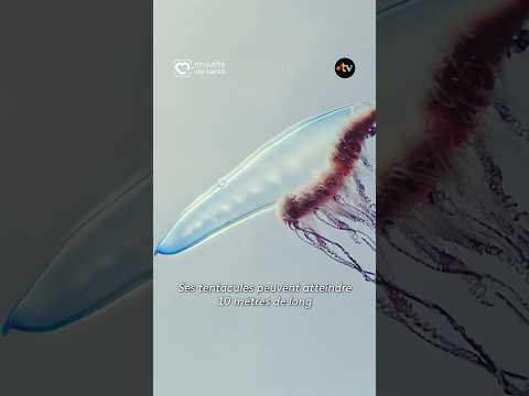 Quel est cet étrange animal qui est apparu sur les plages françaises ?