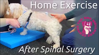 Managing Neurological Weakness in Dogs with Home Exercise