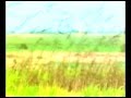Afternoon Birds - (music by Harold Budd & Brian Eno - An Arc of Doves)