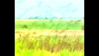 Afternoon Birds - (music by Harold Budd & Brian Eno - An Arc of Doves)