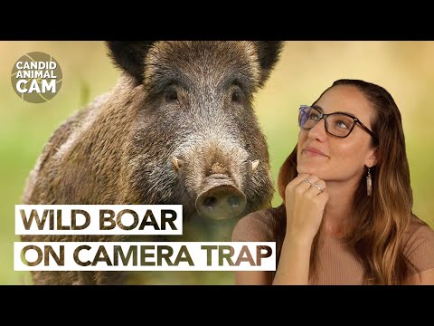 Wild boar are tolerant to snake bites. Here's why | Candid Animal Cam