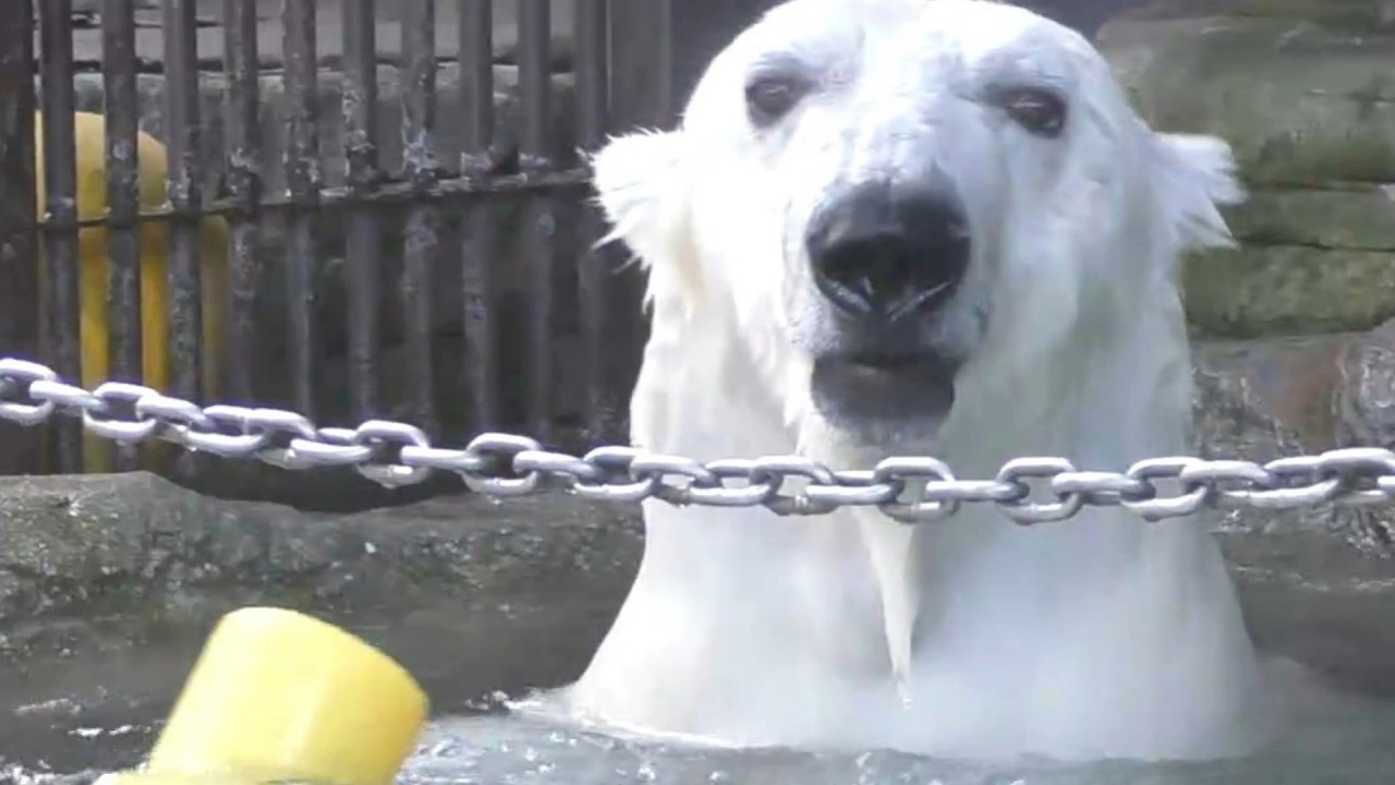 しろくまピース真冬のプールで楽しそうに活発に遊ぶ♩とべ動物園にて