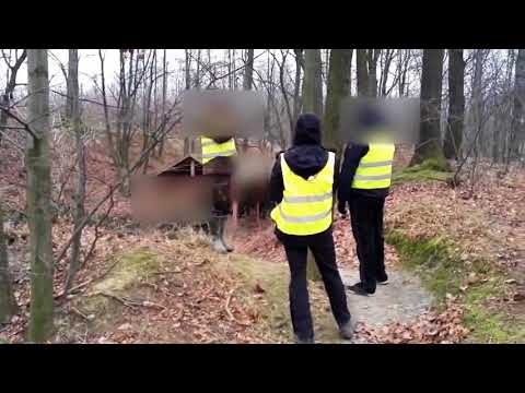 Rogacze spod Strzelina