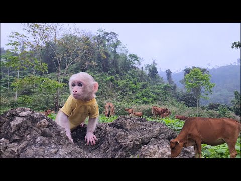 Bubu was scared and ran everywhere looking for his mother in the steppe forest