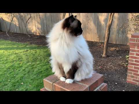 11-Year Old Ragdoll Cats, Charlie and Trigg, Outside December 1, 2020