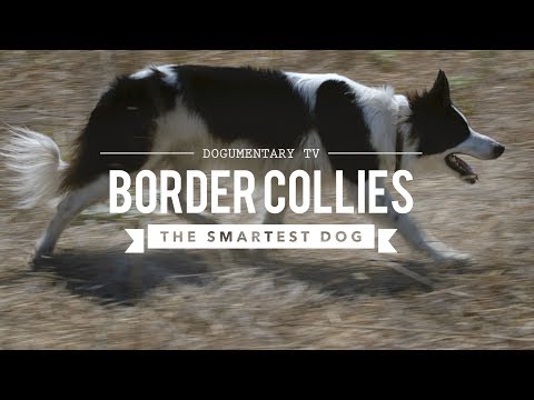BORDER COLLIE THE WORLD'S SMARTEST DOGS