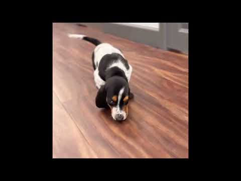 Jasper video preview