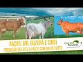 Gir Guzerá And Sindi Breeds Low Cost Pasture Based Milk Production