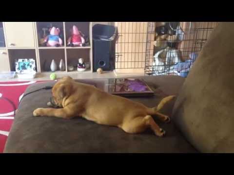 Luna the super cute staffordshire bull terrier puppy