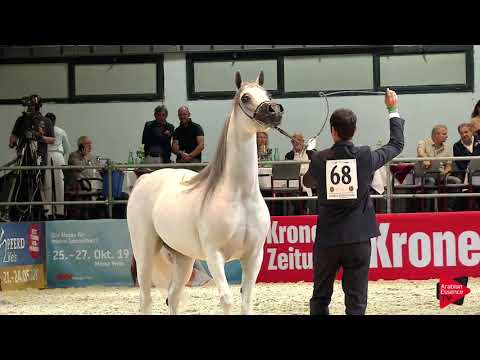 N 68 SALWA AL BIDAYER   Wels 2019   Mares 7 to 10 years old Class 9