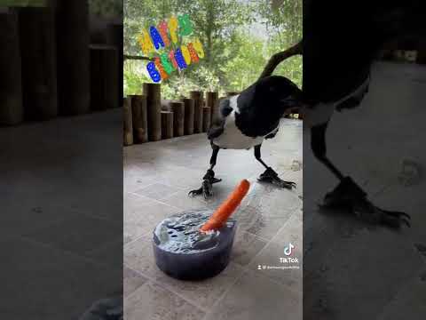 Happy Birthday Trixie!