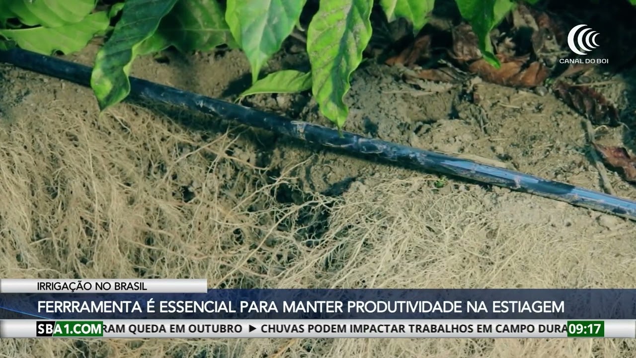 Uso da irrigação garante a produtividade na estiagem