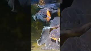 Download lagu Beautiful Dark Kirin Oranda | KEEPERS #goldfish #kirin #oranda mp3 Download lagu Beautiful Dark Kirin Oranda | KEEPERS #goldfish #kirin #oranda mp3