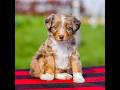 Mini Aussiedoodle dogs for sale: Brenda - Video 1