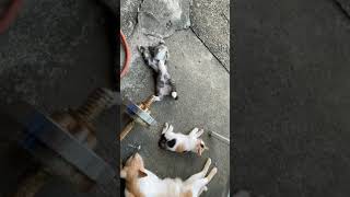 何されても絶対に起きない子猫　a kitten that never wakes up no matter what happens