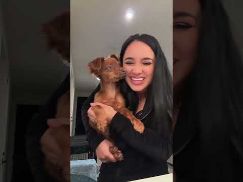 Wait for it🤣 #shorts #puppy