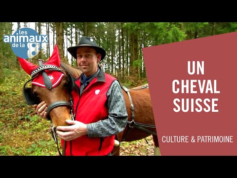 Le Franches-Montagnes, un cheval purement suisse - Les Animaux de la 8