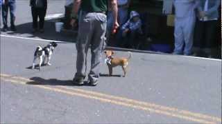 preview picture of video 'Twain Harte Dog Parade 2012'