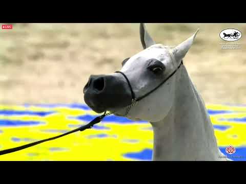 N 66 AJ EMANA   Dubai International Arabian Horse Championship 2022   Mares 7 9 years old Class 6