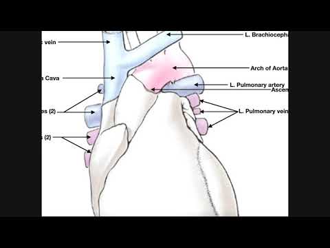 Heart Anatomy | Great Vessels of the Heart [Vessels @ 4:17]