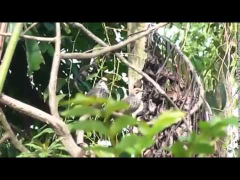 Suara Cucak Rowo Di alam Bebas Alami Banget