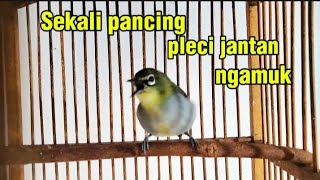 Download lagu Suara pleci betina birahi ngecir memanggil jantan sekali pancing pleci jantan langsung ngamuk gacor mp3