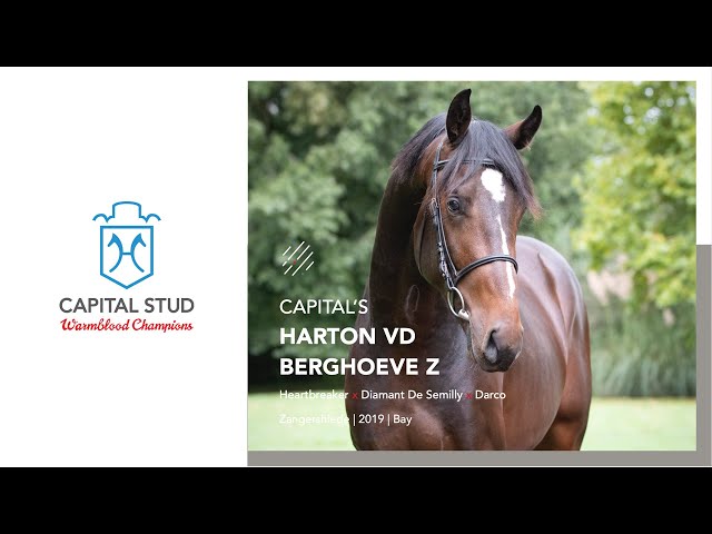 in Foal to: CAPITAL'S HARTON