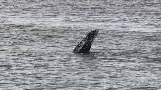 Whidbey IslandのLangleyの公園から見たクジラ