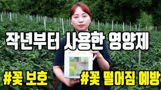 고추농사 고추꽃 보호 하는 방법!?