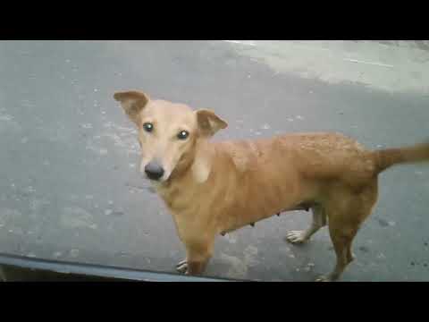 Baw Yaluwo 2022.11.22 Street Dogs Sri Lanka